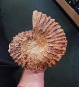 ammonite specimen